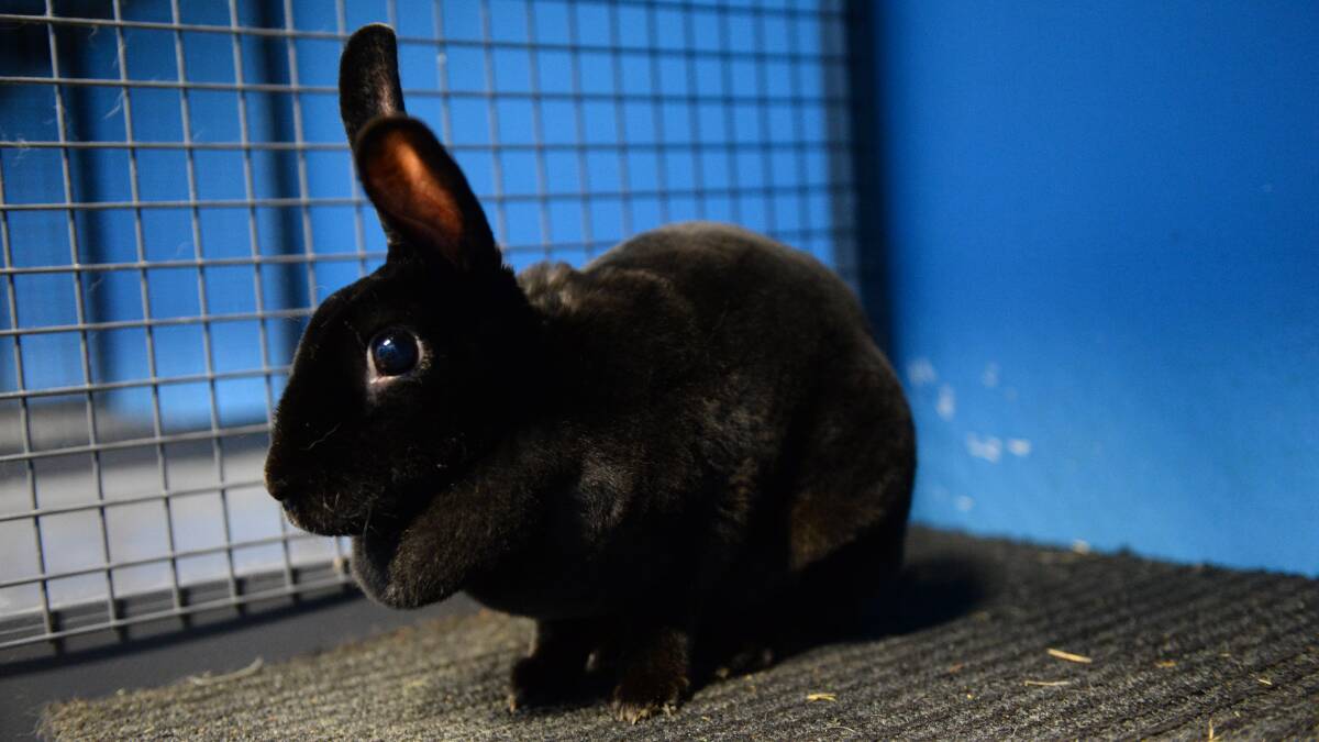 Meet Winnie, our Pet of the Week