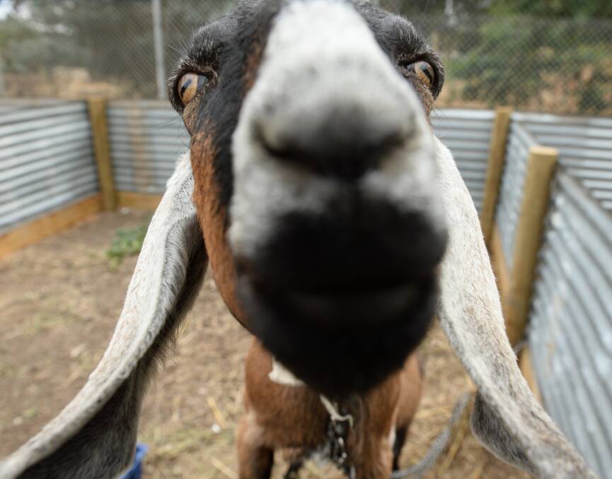 This goat got up close and personal during the week. Picture: Adam Trafford