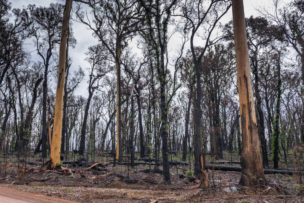 More than 98,000 hectares of land around the Northcliffe region was burnt in February's bushfires but not one house or one life was lost. Photo: Ashley Pearce. 