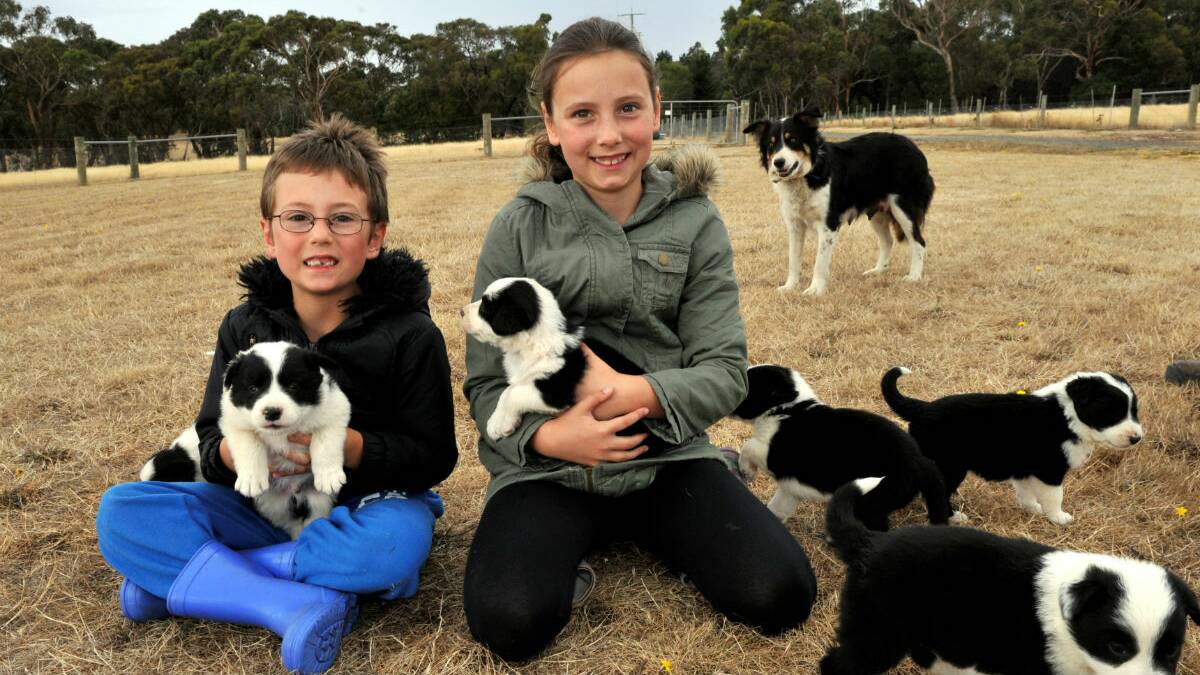 Matt and Emily Stanczak with some of the litter of seven Border Collie pups. PICTURE: JEREMY BANNISTER