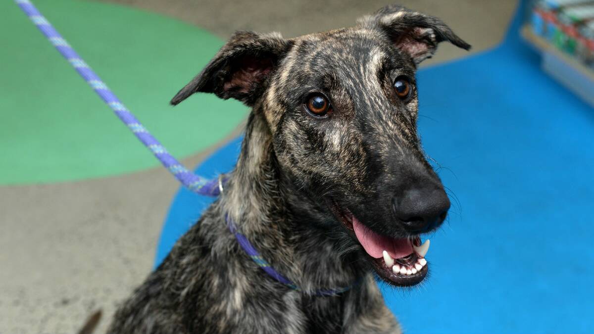 Lyka the Staghound cross is at the Ballarat RSPCA and needs a new home. PICTURE: KATE HEALY