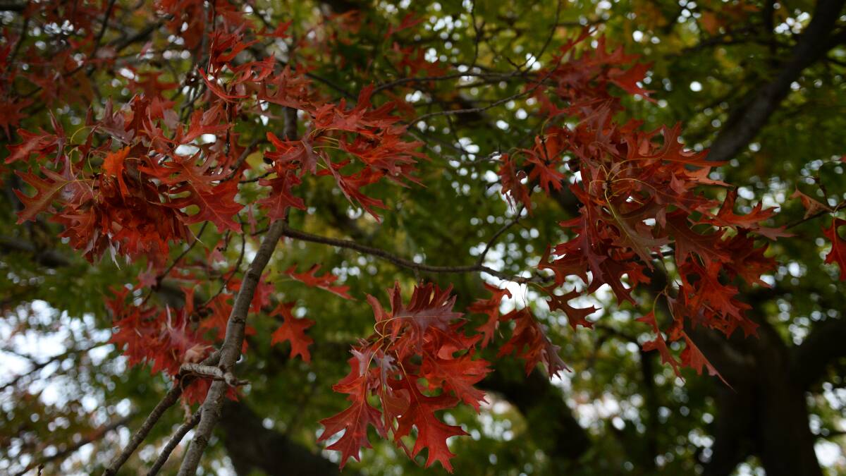 Enjoy the colours of autumn.
