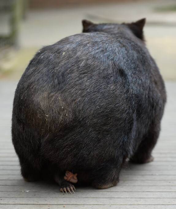 Coco the wombat. PICTURE: ADAM TRAFFORD