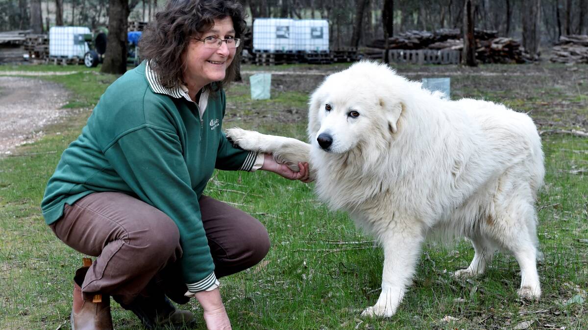 Chris Pollock and Doug the maremma. PICTURE: Jeremy Bannister