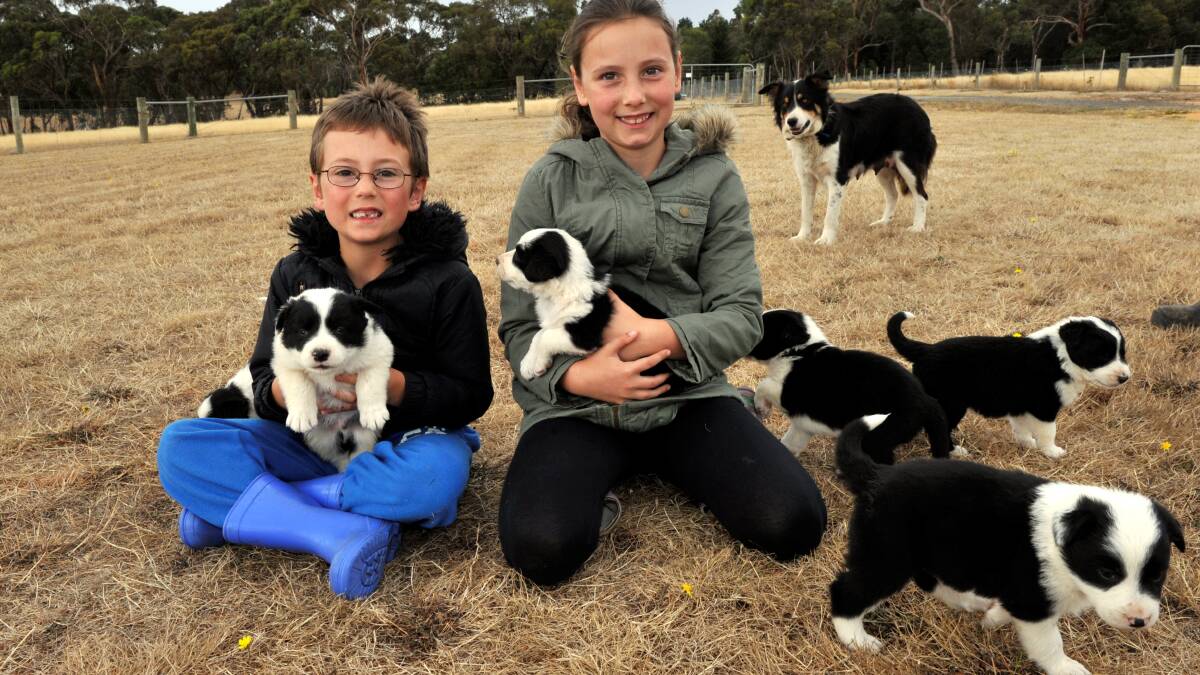 Matt and Emily Stanczak have their hands full with Mirra Park Flash's seven puppies. Picture: Jeremy Bannister