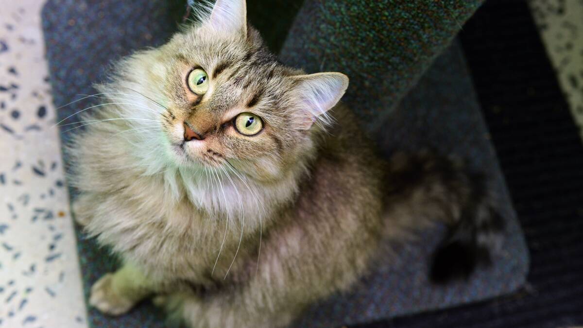 Misty is waiting at the RSPCA to be adopted.
