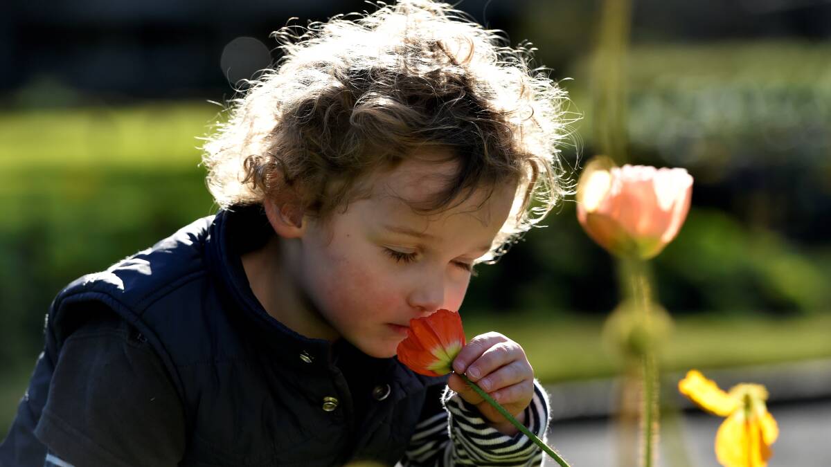  Ethan Biggin, 3, enjoys the sights and smells at the Botanic Gardens. 
