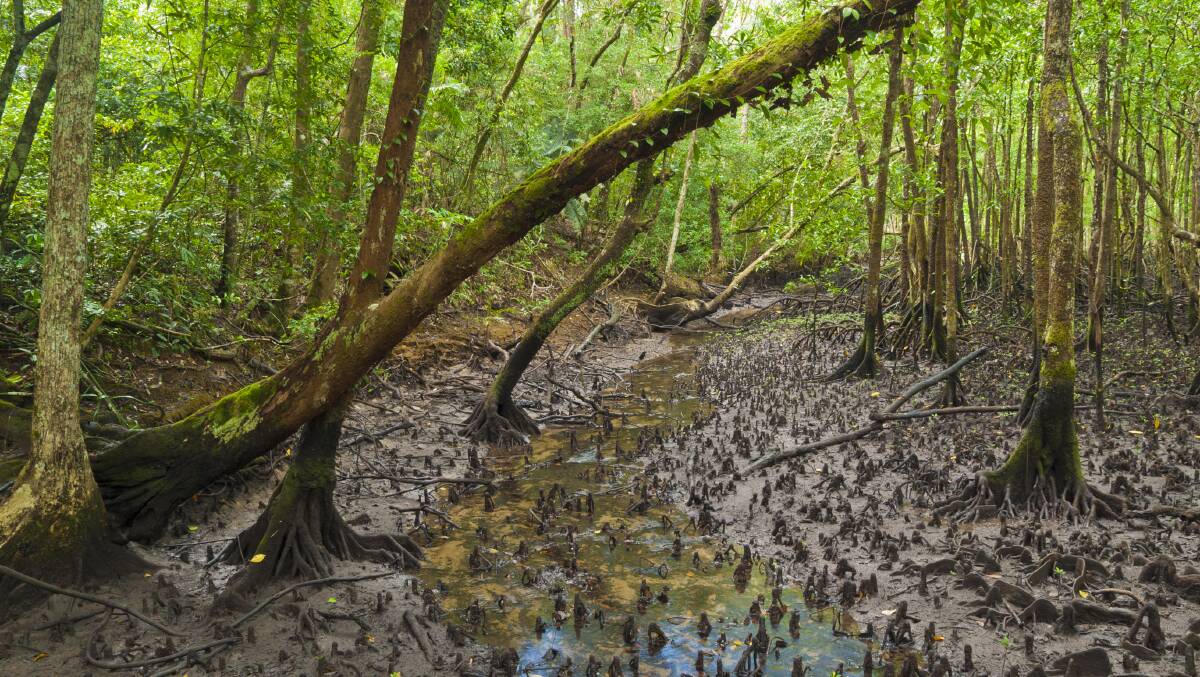 Mangrove swamp in the Daintree Rainforest, Far North Queensland. Picture: iStock