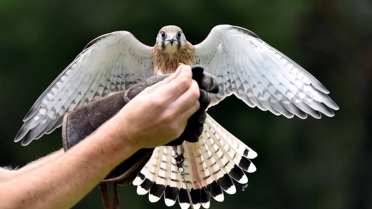 Martin with Kevy, a Nankeen Kestrel, during a 'Birds of Prey' demonstration at the Ballarat Wildlife Park. Picture: Jeremy Bannister.
