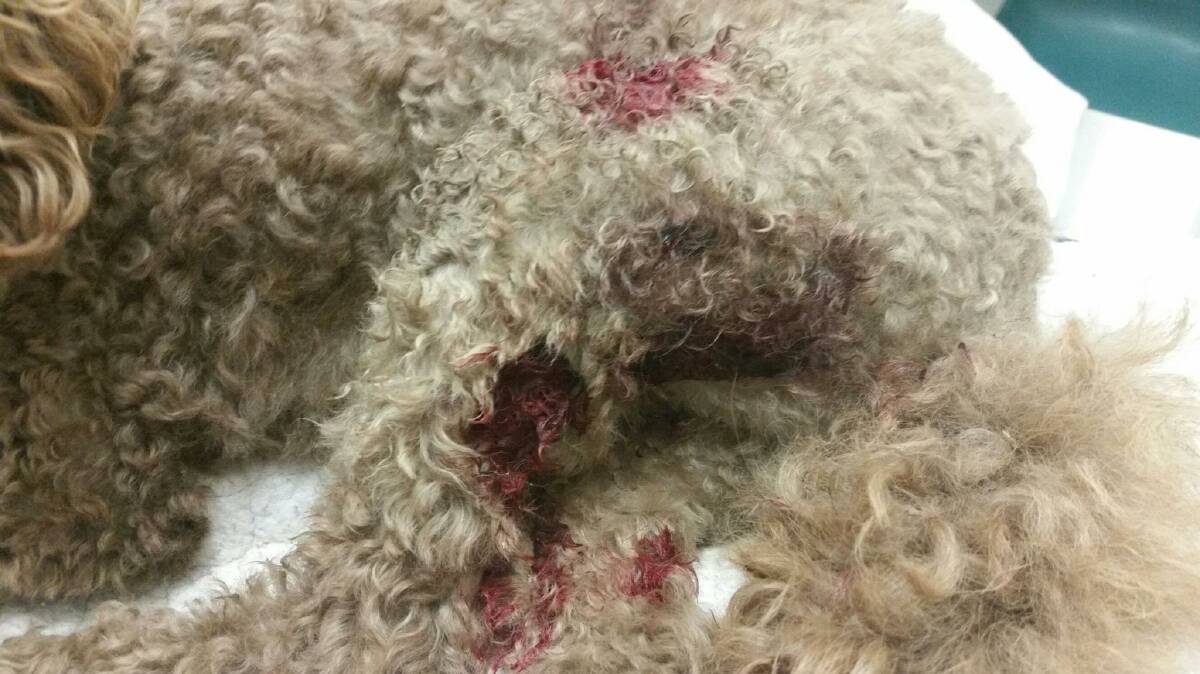 Miniture poodle Ralph may have to have one of his legs amputated after being attacked by another dog. 