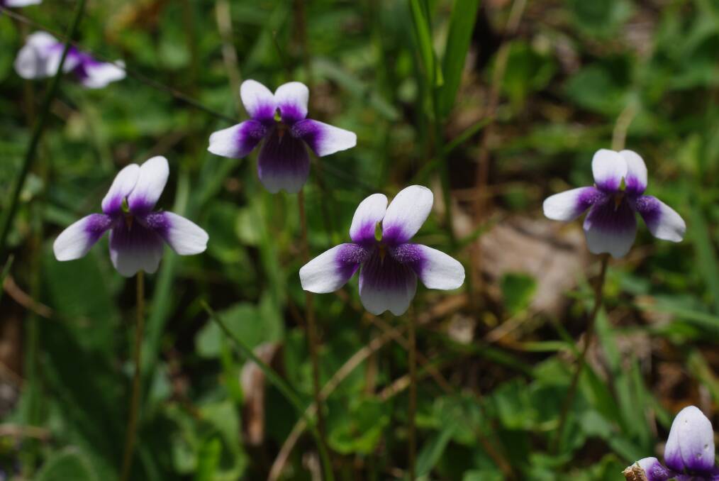 INFORMATIVE: Native violets are now flowering. They are among 120 flowers included in a local pictorial brochure.