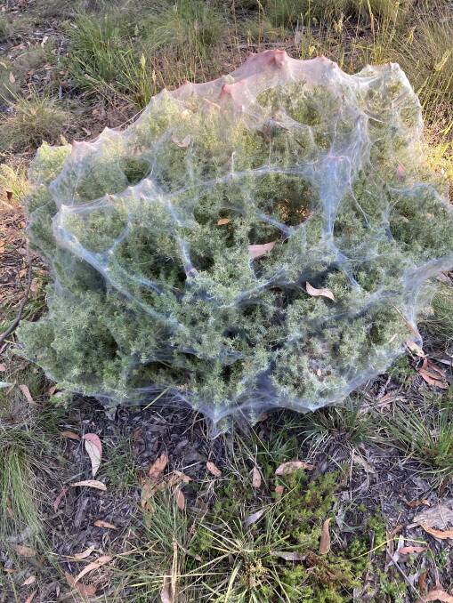 WEBBING: The web of the Gorse Spider-mite.
