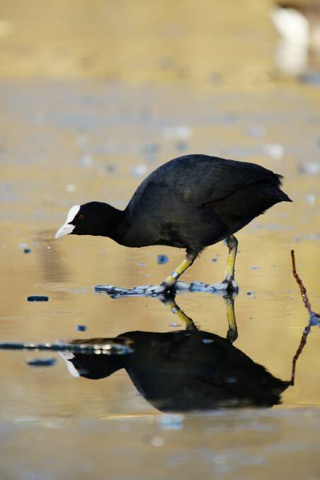 TOO COOT: The Eurasian coot is an Australian native found in Europe and Asia.