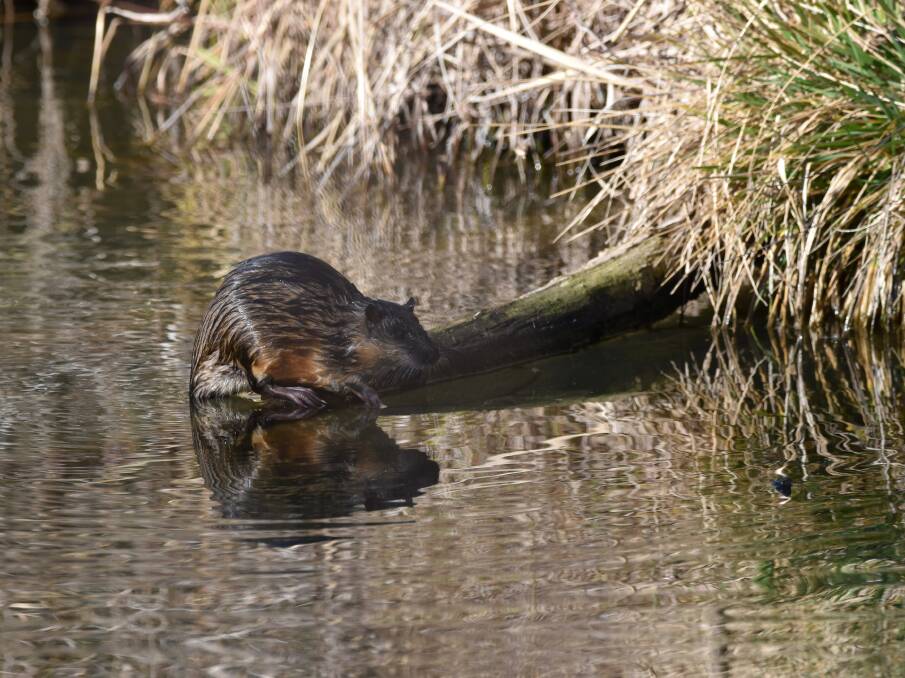 ABSENT: The water-rat (or rakali) breeds mostly in spring and summer.