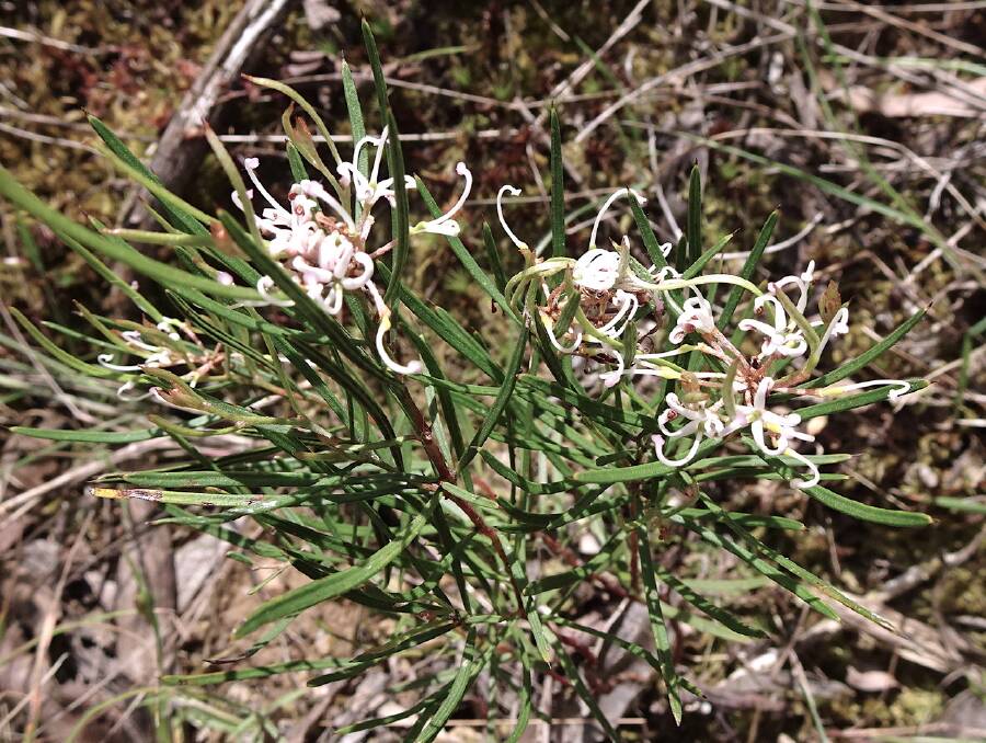 SCARCE: A rare, endangered grevillea pictured in the Creswick Regional Park. Picture: John Petheram
