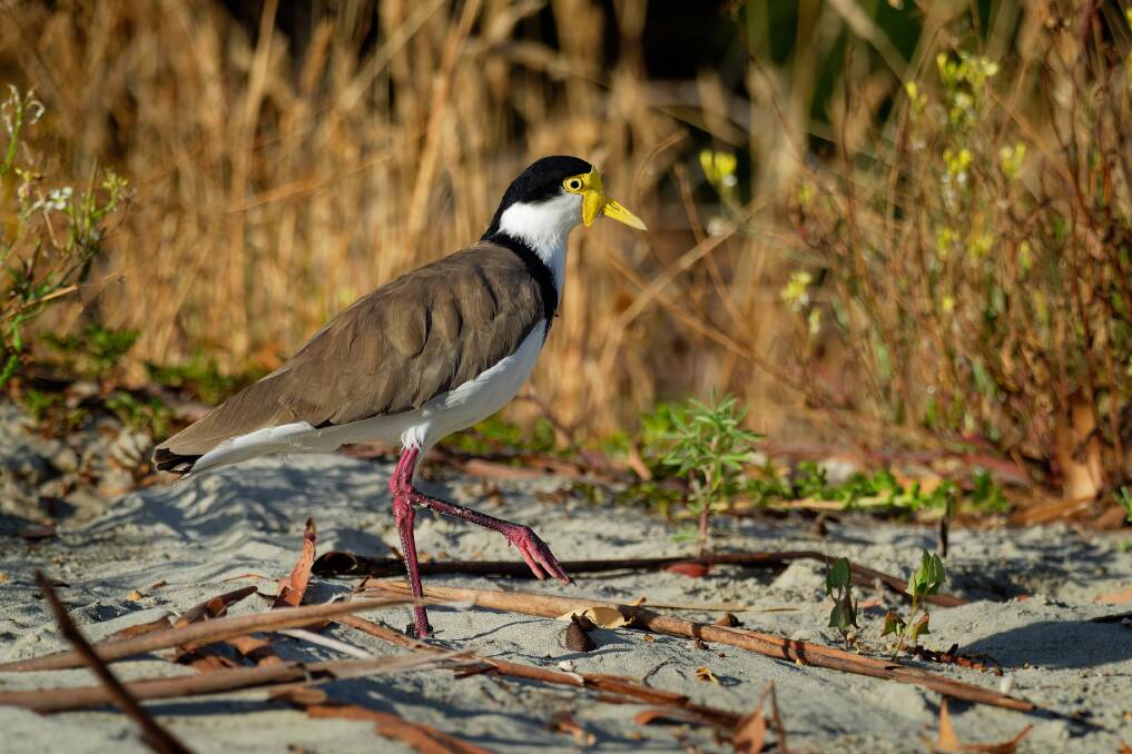 PROTECTED SPECIES: Masked lapwings are protected native birds.