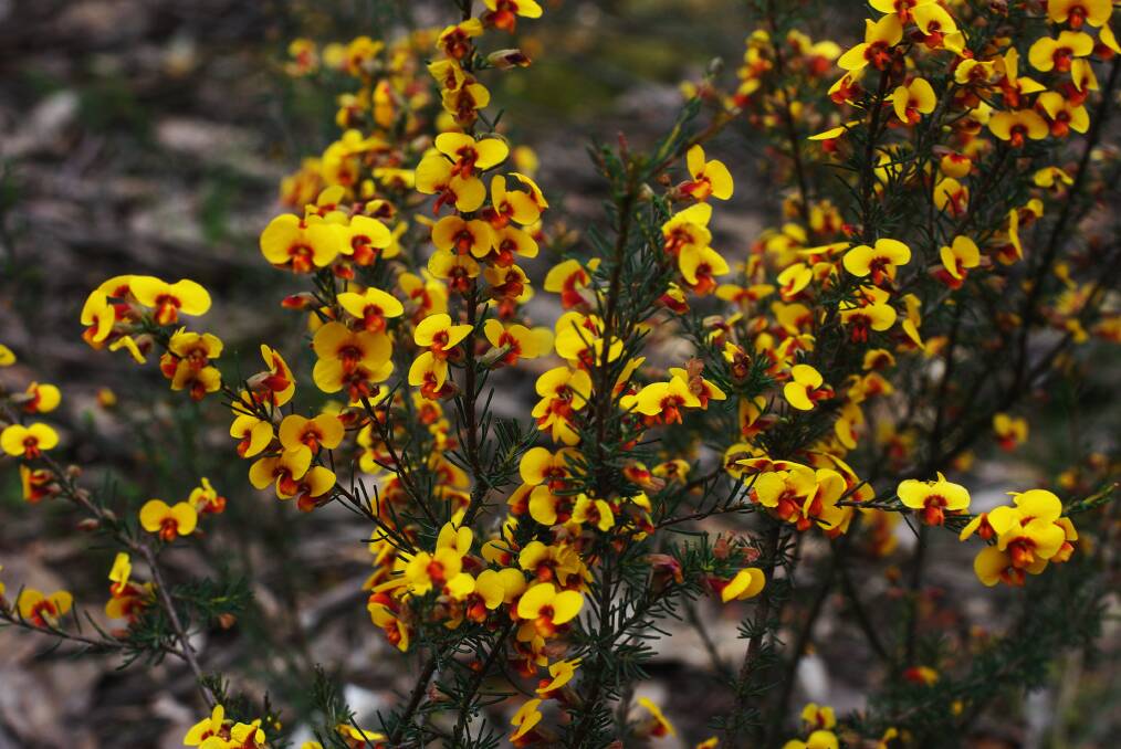 COLOUR: There are many local native shrubs with flowers similar to these. This one is the bushy parrot-pea, from Creswick.