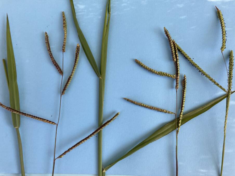 ON THE RISE: Leaves and seed-heads of the South American paspalum grass, which has increased noticeably over summer and autumn.