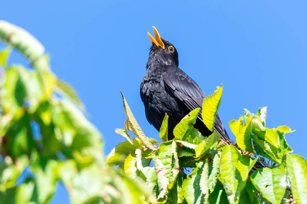 COMMON: Almost every garden in the Ballarat district has a blackbird or two. Photo: SHUTTERSTOCK