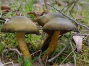 UNUSUAL COLOUR: Not many fungi are green. These are green skinheads, sometimes known as green goblins.
