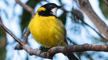 HANSOME: A stunning male golden whistler, photographed at Anakie Gorge recently. Picture: Carol Hall 