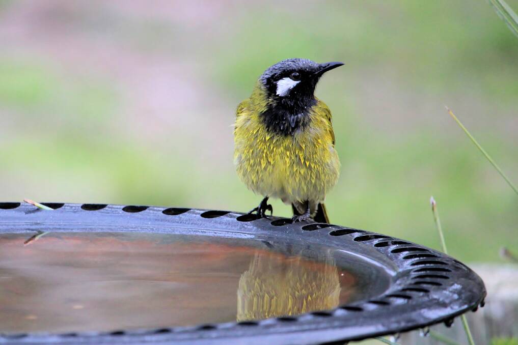 DIFFERENT: White-eared honeyeaters sound different in the mallee and along the Victoria coast. 