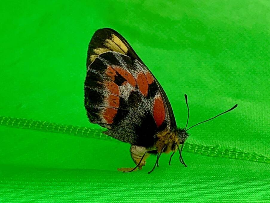 COLOUR: This imperial jezebel butterfly laid its eggs on clothing on a Black Hill clothesline. Picture: Geoff Wallis.