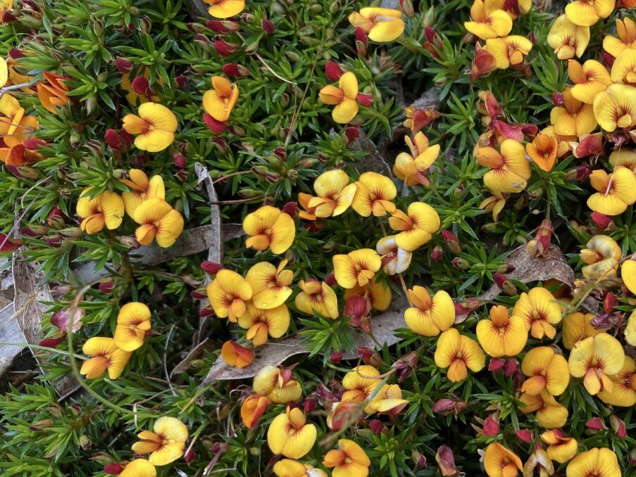 COLOURFUL SHOW: The striking flower of the matted bush-pea is a common sight across the Ballarat district.
