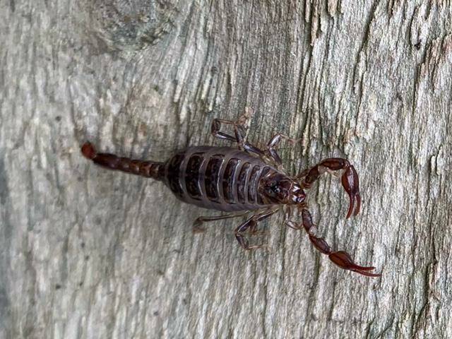 WOOD SCORPION: This scorpion was unearthed in a garden at Mt Helen. Picture: Owen Sargisson