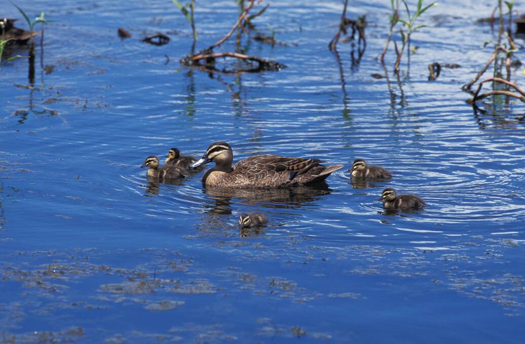 DUCKS: A Pacific black duck with its ducklings. Photo: SHUTTERSTOCK