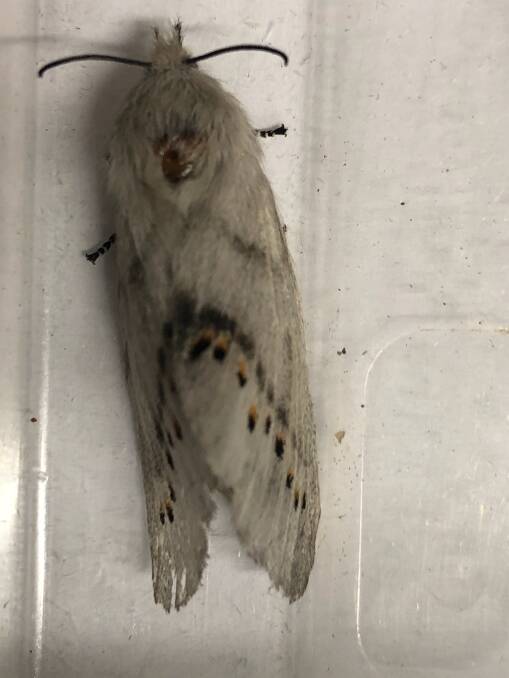 MOTH: A female pinara moth at Berringa.