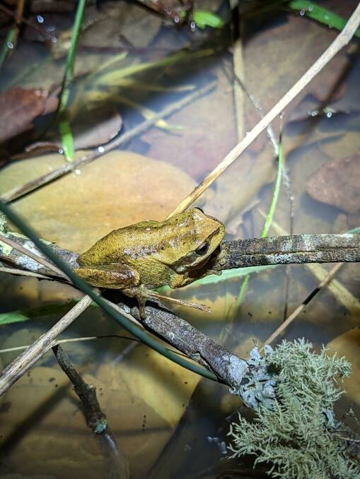 CALLING: A brown tree frog observed at Creswick. Picture: Shutterstock