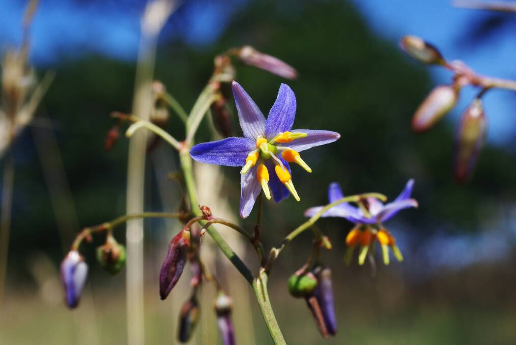 RARE: Matted Flax-lily, photographed recently in Ballarat’s Victoria Park. The discovery was made in December. 