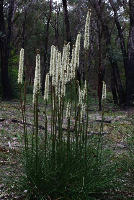 TYPES: There are two species of grass-trees growing wild in the district.