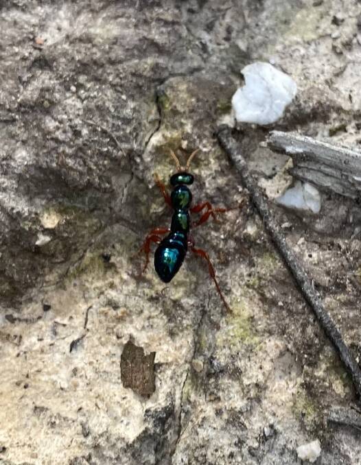 WASP: Reader Rob Loveband took this picture of a female wingless wasp in bushland on the edge of Ballarat.