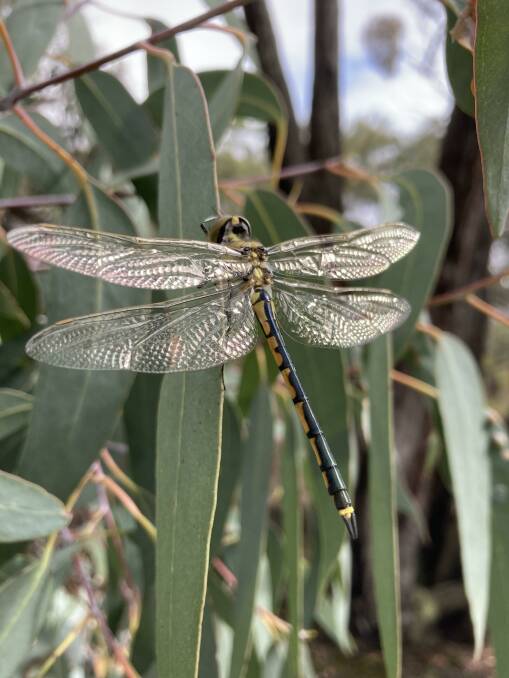 A EANDEREER: The tau emerald dragonfly.