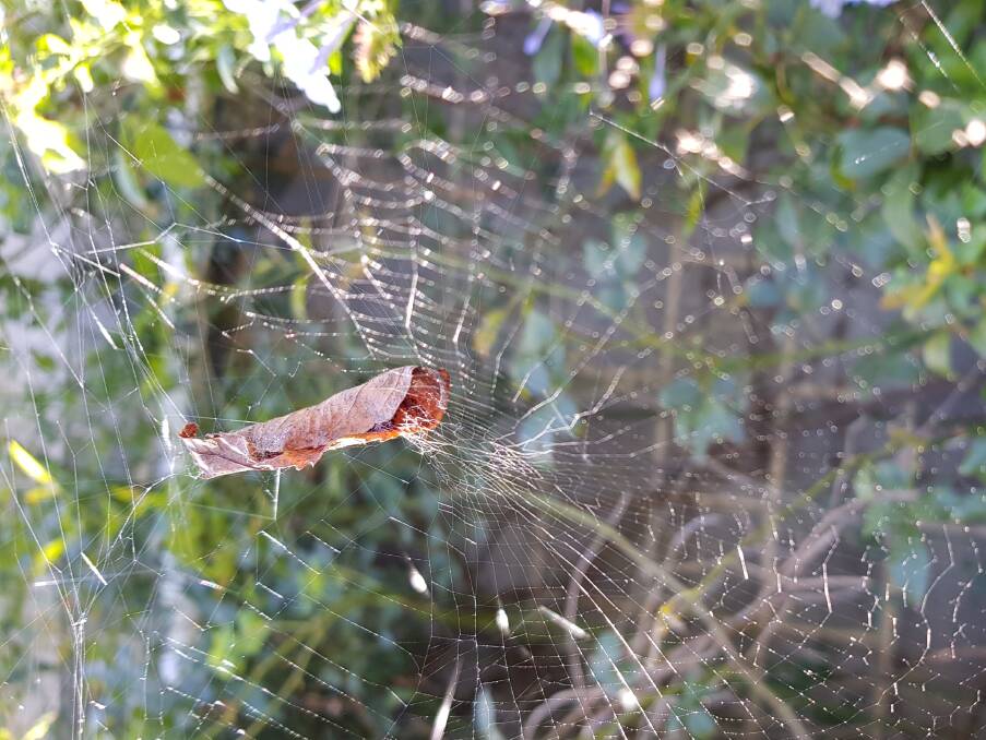 LOCATION: The leaf in this spider-web has been placed there by a leaf-curling spider.