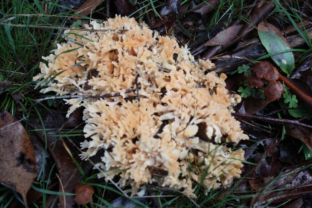 This coral fungus (Ramaria) is one of several species found in May or June.