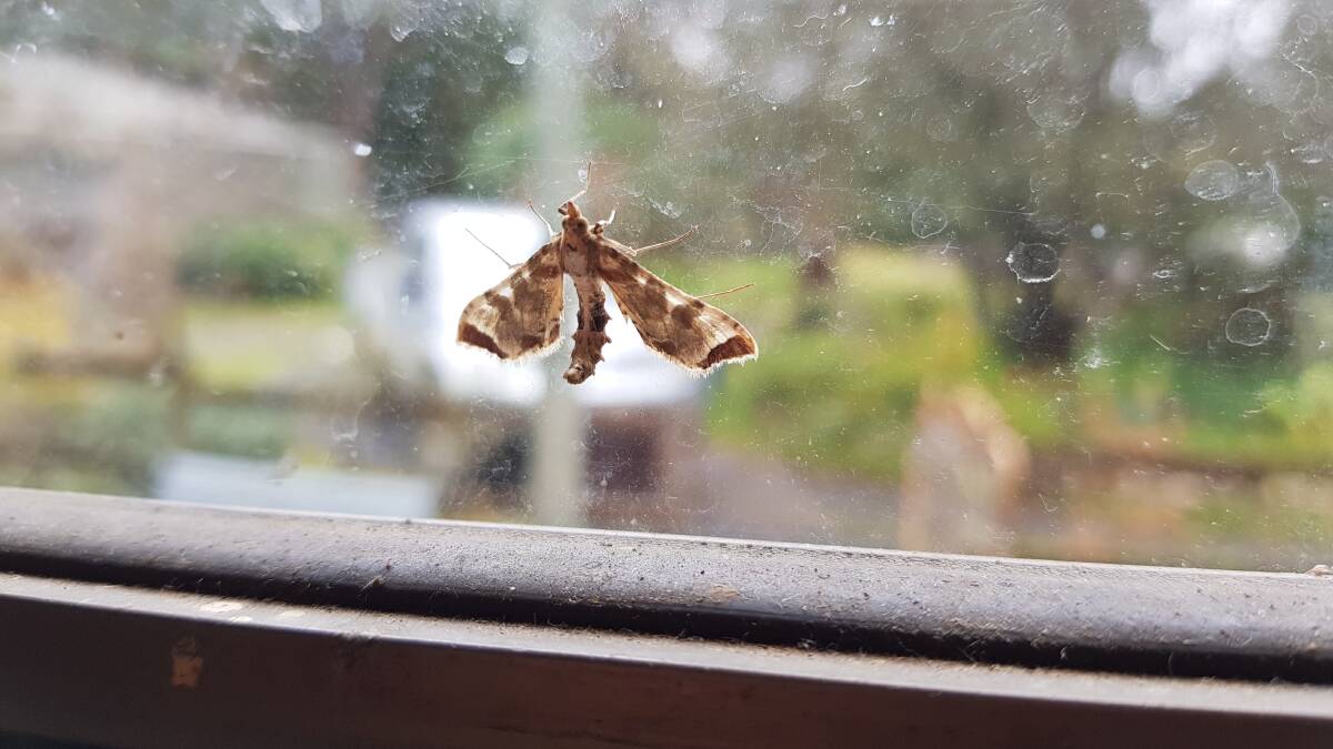FIND: A crambid moth at Invermay.