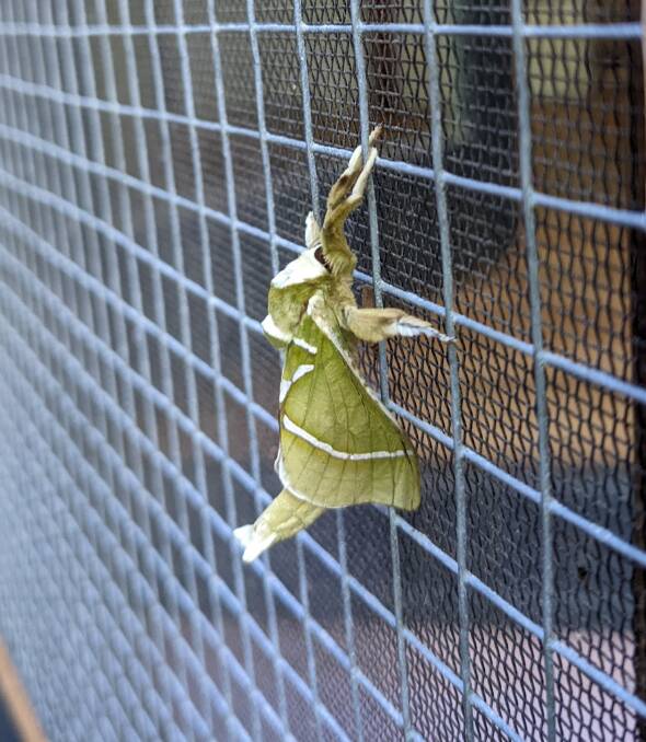 MARKINGS: The Common Splendid Ghost Moth (Aenetus ligniveren). 