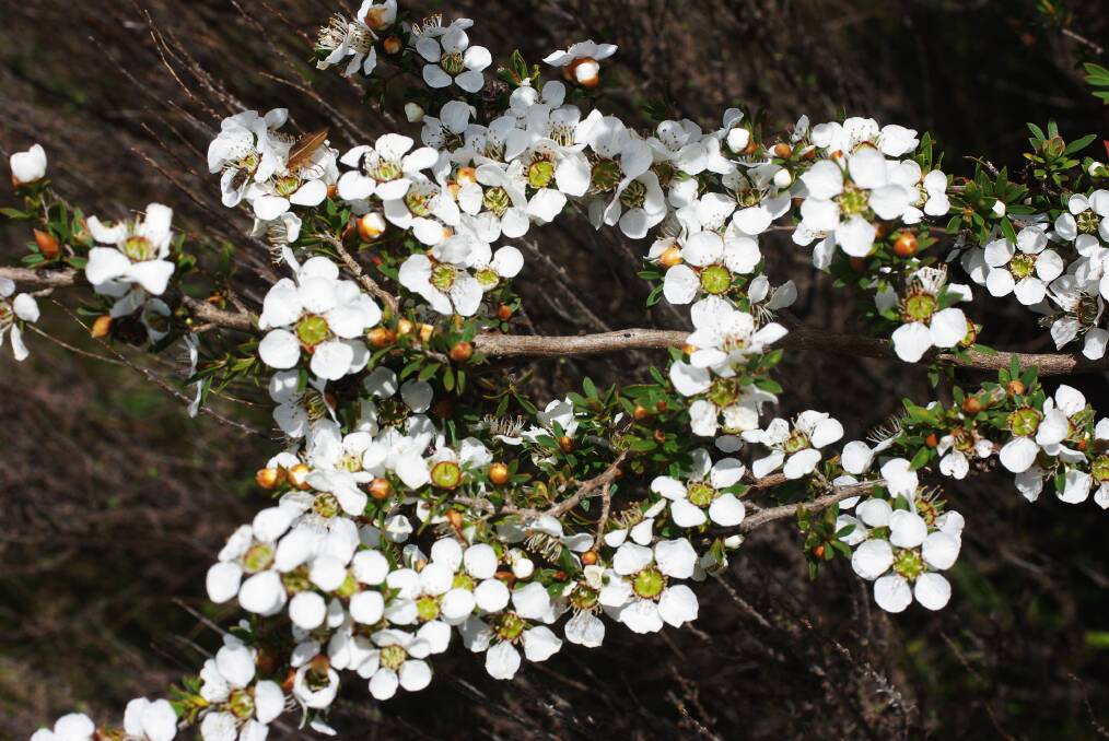 BRIGHT WHITE: This heath tea-tree was photographed on a "wildflower walk" at Woowookarung Regional Park a week ago. Photo: CONTRIBUTED