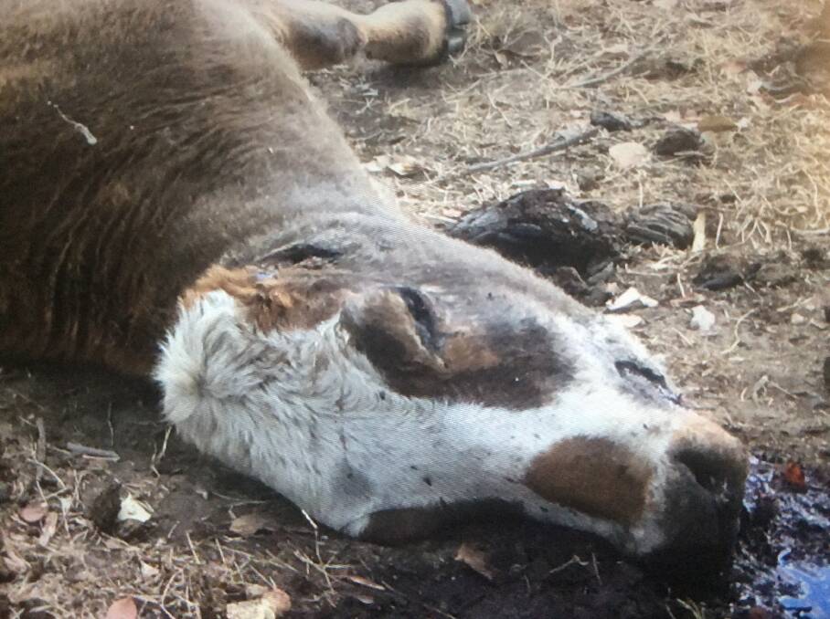 This cow was found with its ear sliced off, tongue cut out and udder removed at Cloverly Station, north-west of Mackay.