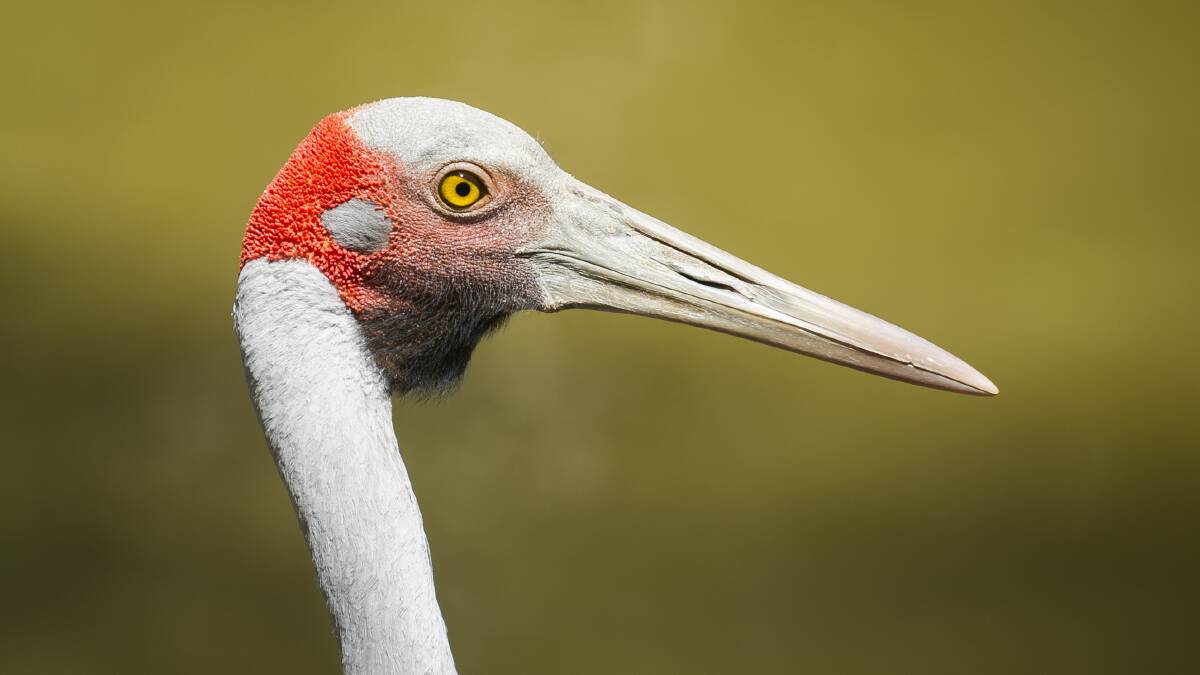 The brolga: the bird that pegged back a massive windfarm. Photo: Dion Georgopoulos