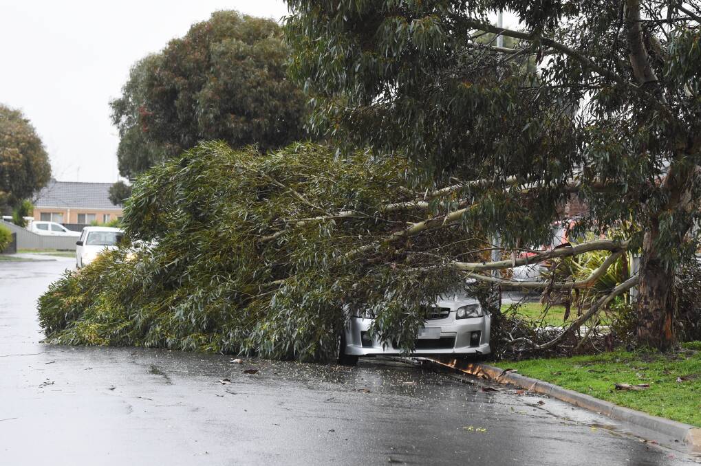 DAMAGE: A tree fell on a car at Jordan Avenue, Delacombe. Photo: Kate Healy
