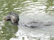 A file image of a Lake Wendouree musk duck as it makes off with a small redfin. Picture: Jeffrey Crawley 