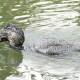 A file image of a Lake Wendouree musk duck as it makes off with a small redfin. Picture: Jeffrey Crawley 