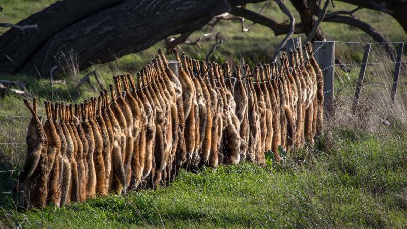  Fox carcasses strung on a fence. Foxes are estimated to cause about $190 million in environmental damage each year, including $17.5m in lamb predation.