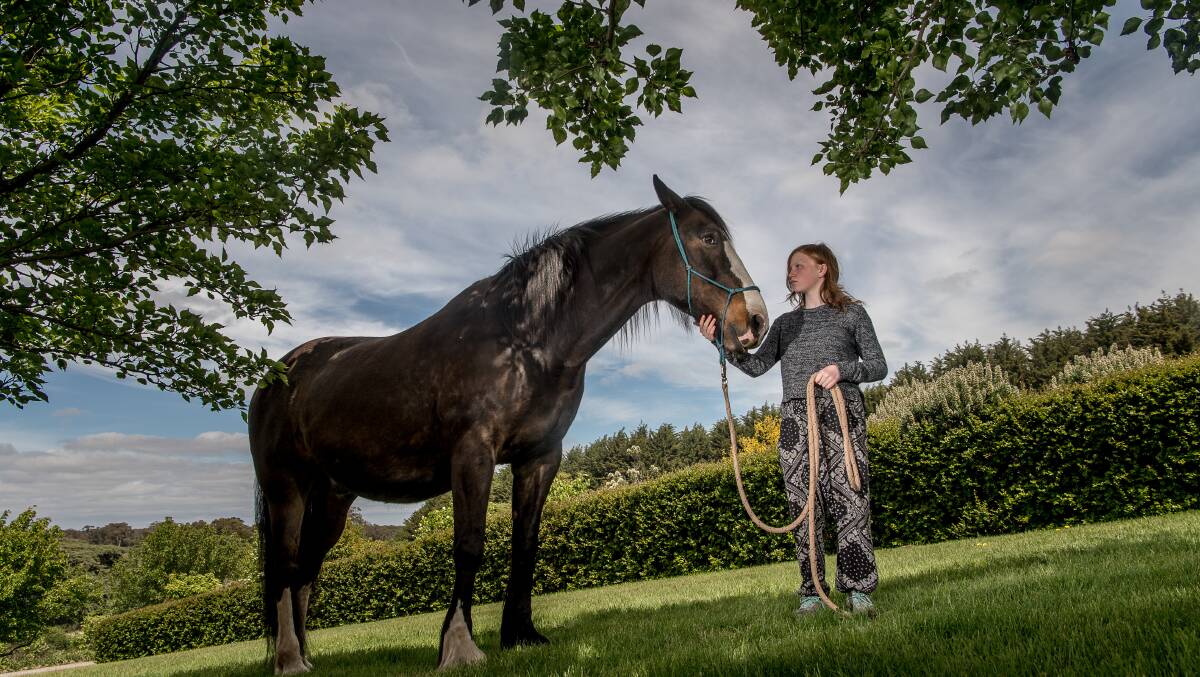 How horses are helping traumatised children at the former Tangled Maze