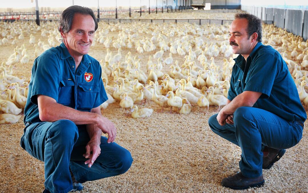 Luv a Duck's operations at Nhill, the Wimmera town's largest employer, have become a celebrated example of bringing refugees and migrants to regional centres. File Image