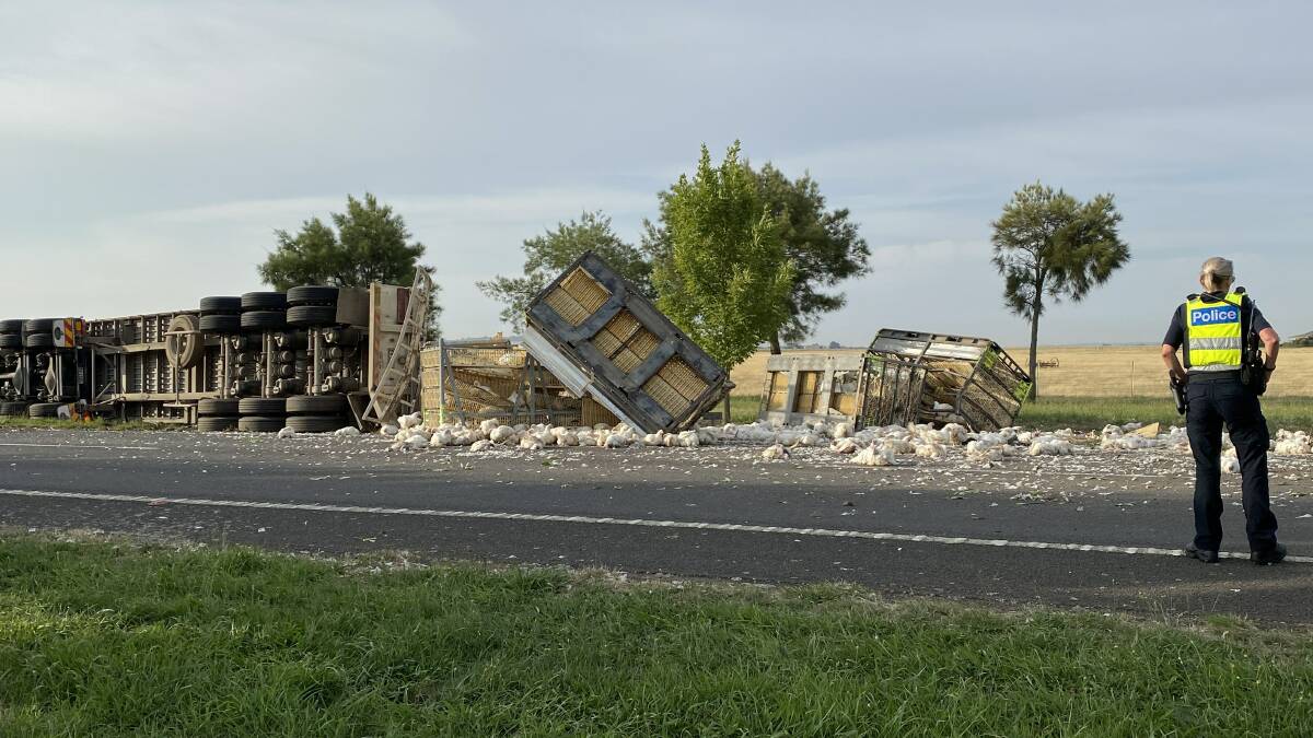 Hundreds of chickens have been injured and others killed in a truck rollover at Cardigan